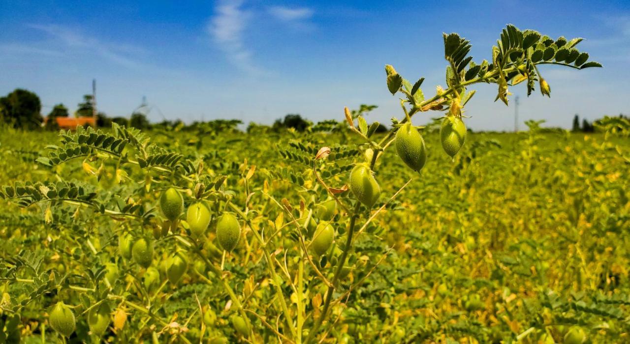 Agriturismo La Lenticchia فراتّا تيرمي المظهر الخارجي الصورة
