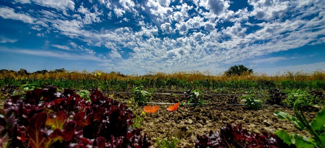 Agriturismo La Lenticchia فراتّا تيرمي المظهر الخارجي الصورة